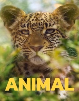 Animal online